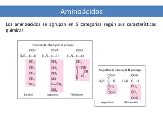 Aminoácidos
Los aminoácidos se agrupan en 5 categorías según sus características
químicas

 