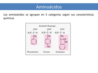 Aminoácidos
Los aminoácidos se agrupan en 5 categorías según sus características
químicas

 