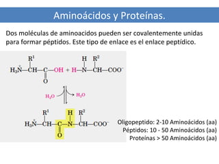 Aminoácidos y Proteínas.
Dos moléculas de aminoacidos pueden ser covalentemente unidas
para formar péptidos. Este tipo de enlace es el enlace peptídico.

Oligopeptido: 2-10 Aminoácidos (aa)
Péptidos: 10 - 50 Aminoácidos (aa)
Proteínas > 50 Aminoácidos (aa)

 