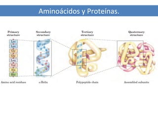 Aminoácidos y Proteínas.

 