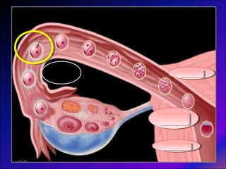 OVOCITO
CIGOTA
ETAPA 2
CEL.
ETAPA 4
CEL.
ETAPA 8
CEL.
BLASTOCITOBLASTOCITO
MORULA
COMPACTADA
MORULA
COMPACTADA
MORULAMORULA
 