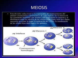 MEIOSIS
 