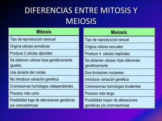 DIFERENCIAS ENTRE MITOSIS Y
MEIOSIS
 