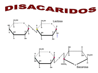 Lactosa 
Sacarosa 
 