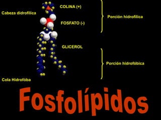 COLINA (+) 
FOSFATO (-) 
GLICEROL 
Cabeza didrofilíca 
Cola Hidrofóba 
Porción hidrofílica 
Porción hidrofóbica 
 