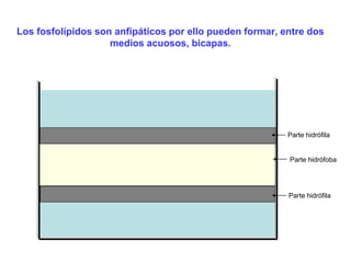 Los fosfolípidos son anfipáticos por ello pueden formar, entre dos 
medios acuosos, bicapas. 
Parte hidrófila 
Parte hidrófoba 
Parte hidrófila 
 