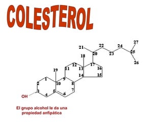 OH 
El grupo alcohol le da una 
propiedad anfipática 
 