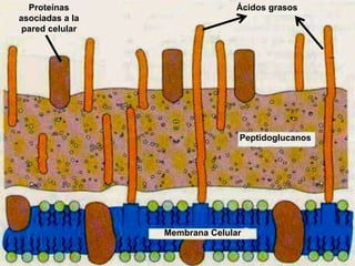 Proteínas 
asociadas a la 
pared celular 
Ácidos grasos 
Peptidoglucanos 
Membrana Celular 
 