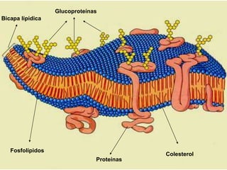 Bicapa lípidica 
Glucoproteínas 
Fosfolípidos 
Colesterol 
Proteínas 
 