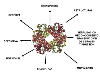 ESTRUCTURAL 
TRANSPORTE 
RESERVA 
DEFENSIVA 
HORMONAL 
SEÑALIZACION 
RECONOCIMIENTO 
TRANSDUCCION 
DE SEÑALES 
Y ADHESION 
ENZIMATICA MOVIMIENTO 
 
