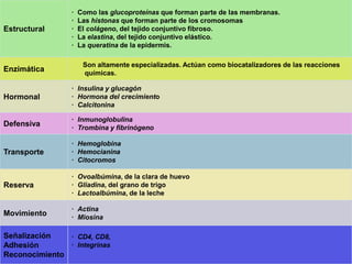 Estructural 
· Como las glucoproteínas que forman parte de las membranas. 
· Las histonas que forman parte de los cromosomas 
· El colágeno, del tejido conjuntivo fibroso. 
· La elastina, del tejido conjuntivo elástico. 
· La queratina de la epidermis. 
Enzimática 
Son altamente especializadas. Actúan como biocatalizadores de las reacciones 
químicas. 
Hormonal 
· Insulina y glucagón 
· Hormona del crecimiento 
· Calcitonina 
Defensiva 
· Inmunoglobulina 
· Trombina y fibrinógeno 
Transporte 
· Hemoglobina 
· Hemocianina 
· Citocromos 
Reserva 
· Ovoalbúmina, de la clara de huevo 
· Gliadina, del grano de trigo 
· Lactoalbúmina, de la leche 
Movimiento 
· Actina 
· Miosina 
Señalización 
Adhesión 
Reconocimiento 
· CD4, CD8, 
· Integrinas 
 