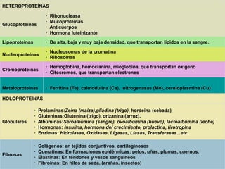 HETEROPROTEÍNAS 
Glucoproteínas 
· Ribonucleasa 
· Mucoproteínas 
· Anticuerpos 
· Hormona luteinizante 
Lipoproteínas · De alta, baja y muy baja densidad, que transportan lípidos en la sangre. 
Nucleoproteínas 
· Nucleosomas de la cromatina 
· Ribosomas 
Cromoproteínas 
· Hemoglobina, hemocianina, mioglobina, que transportan oxígeno 
· Citocromos, que transportan electrones 
Metaloproteínas · Ferritina (Fe), calmodulina (Ca), nitrogenasas (Mo), ceruloplasmina (Cu) 
HOLOPROTEÍNAS 
Globulares 
· Prolaminas:Zeína (maíza),gliadina (trigo), hordeína (cebada) 
· Gluteninas:Glutenina (trigo), orizanina (arroz). 
· Albúminas:Seroalbúmina (sangre), ovoalbúmina (huevo), lactoalbúmina (leche) 
· Hormonas: Insulina, hormona del crecimiento, prolactina, tirotropina 
· Enzimas: Hidrolasas, Oxidasas, Ligasas, Liasas, Transferasas...etc. 
Fibrosas 
· Colágenos: en tejidos conjuntivos, cartilaginosos 
· Queratinas: En formaciones epidérmicas: pelos, uñas, plumas, cuernos. 
· Elastinas: En tendones y vasos sanguineos 
· Fibroínas: En hilos de seda, (arañas, insectos) 
 