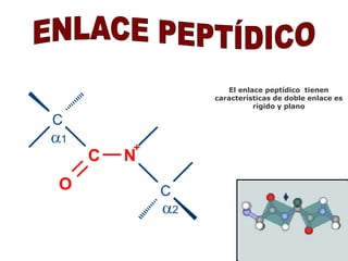 El enlace peptídico tienen 
características de doble enlace es 
rígido y plano 
 