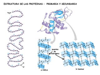 ESTRUCTURA DE LAS PROTEINAS : PRIMARIA Y SECUNDARIA 
 