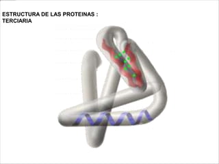 ESTRUCTURA DE LAS PROTEINAS : 
TERCIARIA 
 