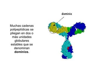 Muchas cadenas 
polipeptídicas se 
pliegan en dos o 
más unidades 
globulares 
estables que se 
denominan 
dominios. 
 