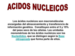 Los ácidos nucleicos son macromoléculas 
encargadas del almacenamiento y transferencia de 
información genética. Constituyen entre el 5 y 15% 
del peso seco de las células. Las unidades 
monoméricas de los ácidos nucleicos son los 
Nucleótidos, que se distingen según la Base 
nitrogenada que forma parte de ellos. 
 