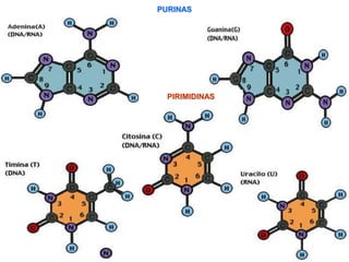 PURINAS 
PIRIMIDINAS 
 