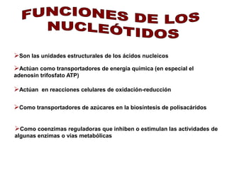 Son las unidades estructurales de los ácidos nucleicos 
Actúan como transportadores de energia quimica (en especial el 
adenosin trifosfato ATP) 
Actúan en reacciones celulares de oxidación-reducción 
Como transportadores de azúcares en la biosíntesis de polisacáridos 
Como coenzimas reguladoras que inhiben o estimulan las actividades de 
algunas enzimas o vías metabólicas 
 