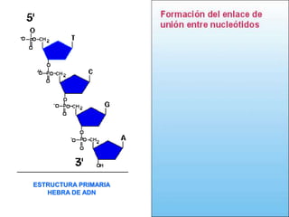 ESTRUCTURA PRIMARIA 
HEBRA DE ADN 
 