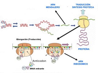 TRADUCCIÓN 
SINTESIS PROTEÍCA 
ARN 
MENSAJERO 
PROTEÍNA 
ARN 
RIBOSOMICO 
 