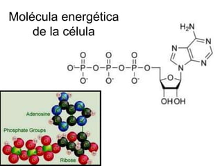 Molécula energética 
de la célula 
