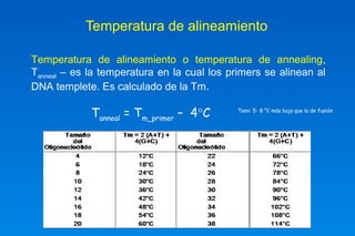 Temperatura de alineamiento 
Temperatura de alineamiento o temperatura de annealing, 
Tanneal – es la temperatura en la cual los primers se alinean al 
DNA templete. Es calculado de la Tm. 
Tann: 5- 8 °C más baja que la de fusión 
Tanneal = Tm_primer – 4°C 
 