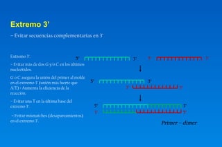 Extremo 3’ 
– Evitar secuencias complementarias en 3’ 
5’ 3’ 5’ 3’ 
Primer – dimer 
5’ 3’ 
3’ 5’ 
5’ 3’ 
3’ 5’ 
Extremo 3’. 
– Evitar más de dos G y/o C en los últimos 
nucleótidos. 
G o C asegura la unión del primer al molde 
en el extremo 3’ (unión más fuerte que 
A/T) > Aumenta la eficiencia de la 
reacción. 
– Evitar una T en la última base del 
extremo 3’. 
– Evitar mismatches (desapareamientos) 
en el extremo 3’. 
 
