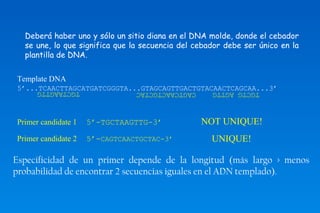 Deberá haber uno y sólo un sitio diana en el DNA molde, donde el cebador 
se une, lo que significa que la secuencia del cebador debe ser único en la 
plantilla de DNA. 
Template DNA 
5’...TCAACTTAGCATGATCGGGTA...GTAGCAGTTGACTGTACAACTCAGCAA...3’ 
CAGTCAACTGCTAC TGCTAAGTTG 
Primer candidate 1 5’-TGCTAAGTTG-3’ 
Primer candidate 2 5’-CAGTCAACTGCTAC-3’ 
TGCTG AGTTG 
NOT UNIQUE! 
UNIQUE! 
Especificidad de un primer depende de la longitud (más largo > menos 
probabilidad de encontrar 2 secuencias iguales en el ADN templado). 
 