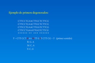Ejemplo de primers degenerados: 
CTTCCTGAACTTGCTCTTCG 
CTTCCTGAACTTGCTCTTCG 
CTTCCTGAACTTGGTCTTCG 
CTTCCTAAAATTGGTCTTCG 
* * * * * * * * * * * * * * * * * 
5’ – CTT CCT RAA MTT GST CTT CG – 3’ (primer sentido) 
R: G, A 
M: C, A 
S: C, G 
 