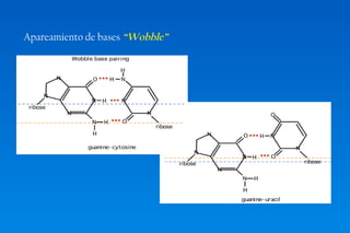 Apareamiento de bases “Wobble” 
 