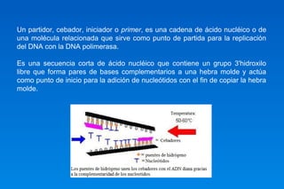 Un partidor, cebador, iniciador o primer, es una cadena de ácido nucléico o de 
una molécula relacionada que sirve como punto de partida para la replicación 
del DNA con la DNA polimerasa. 
Es una secuencia corta de ácido nucléico que contiene un grupo 3'hidroxilo 
libre que forma pares de bases complementarios a una hebra molde y actúa 
como punto de inicio para la adición de nucleótidos con el fin de copiar la hebra 
molde. 
 