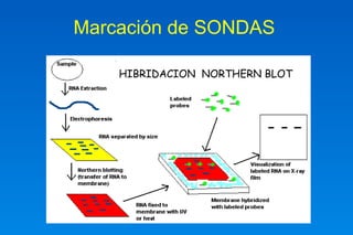 Marcación de SONDAS 
HIBRIDACION NORTHERN BLOT 
 