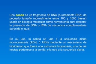 Una sonda es un fragmento de DNA (o raramente RNA) de 
pequeño tamaño (normalmente entre 100 y 1000 bases) 
usado en biología molecular como herramienta para detectar 
la presencia de DNA o RNA de secuencia complementaria 
parecida o igual. 
En su uso, la sonda se une a la secuencia diana 
monocatenaria (ADNc ó ARN) mediante un mecanismo de 
hibridación que forma una estructura bicatenaria, una de las 
hebras pertenece a la sonda, y la otra a la secuencia diana. 
 