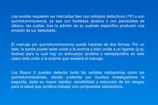 Las sondas requieren ser marcadas bien con isótopos radiactivos (32P) o con 
quimioluminiscencia, ya sea con fosfatasa alcalina o con peroxidasa de 
rábano, las cuáles, tras la adición de su sustrato específico producen una 
emisión de luz detectable. 
El marcaje por quimioluminiscencia puede hacerse de dos formas: Por un 
lado, la sonda puede estar unida a la enzima o bien unida a un ligando (p.ej, 
biotina) para la cual hay un anticuerpo (avidina o estreptavidina en este 
caso) está unido a la enzima que revelará el marcaje. 
Los Rayos X pueden detectar tanto las señales radioactivas como las 
quimioluminiscentes, siendo preferida por muchos investigadores la 
segunda, dada su mayor rapidez, sensibilidad y reducción de los riesgos 
para la salud que conlleva trabajar con compuestos radioactivos. 
 