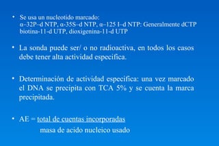 • Se usa un nucleotido marcado: 
α–32P–d NTP, α-35S–d NTP, α–125 I–d NTP: Generalmente dCTP 
biotina-11-d UTP, dioxigenina-11-d UTP 
• La sonda puede ser/ o no radioactiva, en todos los casos 
debe tener alta actividad especifica. 
• Determinación de actividad especifica: una vez marcado 
el DNA se precipita con TCA 5% y se cuenta la marca 
precipitada. 
• AE = total de cuentas incorporadas 
masa de acido nucleico usado 
 