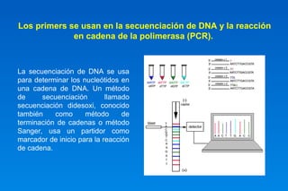 Los primers se usan en la secuenciación de DNA y la reacción 
en cadena de la polimerasa (PCR). 
La secuenciación de DNA se usa 
para determinar los nucleótidos en 
una cadena de DNA. Un método 
de secuenciación llamado 
secuenciación didesoxi, conocido 
también como método de 
terminación de cadenas o método 
Sanger, usa un partidor como 
marcador de inicio para la reacción 
de cadena. 
 