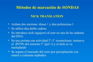 Métodos de marcación de SONDAS 
NICK TRANSLATION 
• Actúan dos enzimas: dnasa 1 y dna polimerasa 1 
• Se utiliza dna doble cadena 
• Se introduce nick (agujero) al azar en una de las cadenas 
del DNA. 
• Se usa enzima con actividad 5’-3’ exonucleasa: remueve 
el dNTPs del extremo 5’ (pol 1) y el nick se va 
trasladando 
• Se separa el marcado del resto por precipitación con 
etanol o columna sephadex 
 