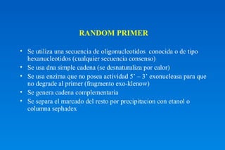 RANDOM PRIMER 
• Se utiliza una secuencia de oligonucleotidos conocida o de tipo 
hexanucleotidos (cualquier secuencia consenso) 
• Se usa dna simple cadena (se desnaturaliza por calor) 
• Se usa enzima que no posea actividad 5’ – 3’ exonucleasa para que 
no degrade al primer (fragmento exo-klenow) 
• Se genera cadena complementaria 
• Se separa el marcado del resto por precipitacion con etanol o 
columna sephadex 
 