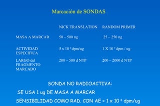 Marcación de SONDAS 
NICK TRANSLATION RANDOM PRIMER 
MASA A MARCAR 50 – 500 ng 25 – 250 ng 
ACTIVIDAD 
ESPECIFICA 
5 x 10 8 dpm/ug 1 X 10 9 dpm / ug 
LARGO del 
FRAGMENTO 
MARCADO 
200 – 500 d NTP 200 – 2000 d NTP 
SONDA NO RADIOACTIVA: 
SE USA 1 ug DE MASA A MARCAR 
SENSIBILIDAD COMO RAD. CON AE = 1 x 10 8 dpm/ug 
 