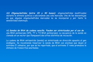 iiii) Oligonucleótidos (entre 20 y 40 bases). oligonucleótidos modificados 
durante la síntesis química o adicionando una cola marcada. Una de las desventajas 
es que algunos oligonucleótidos marcados no se incorporan y por tanto la 
sensibilidad disminuye. 
iv) Sondas de RNA de cadena sencilla. Pueden ser sintetizadas por el uso de 
una RNA polimerasa (SP6, T7 o T3 RNA polimerasa). La secuencia de la sonda es 
clonada en un vector que flanqueará dos sitios distintos de iniciación. 
La cadena de RNA antisentido (sonda) es sintetizada en dirección opuesta al gen 
endógeno. Se recomienda linearizar la sonda de RNA con enzimas que dejen el 
extremo 5’ cohesivo, por que se ha reportado, que el extremo 3’ romo promueve la 
síntesis de transcritos anormales. 
 