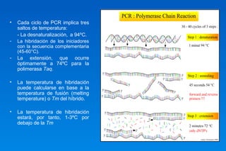 • Cada ciclo de PCR implica tres 
saltos de temperatura: 
- La desnaturalización, a 94ºC. 
- La hibridación de los iniciadores 
con la secuencia complementaria 
(45-60°C). 
- La extensión, que ocurre 
óptimamente a 74ºC para la 
polimerasa Taq. 
• La temperatura de hibridación 
puede calcularse en base a la 
temperatura de fusión (melting 
temperature) o Tm del híbrido. 
• La temperatura de hibridación 
estará, por tanto, 1-3ºC por 
debajo de la Tm 
 
