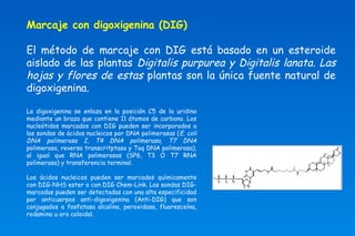 Marcaje con digoxigenina (DIG) 
El método de marcaje con DIG está basado en un esteroide 
aislado de las plantas Digitalis purpurea y Digitalis lanata. Las 
hojas y flores de estas plantas son la única fuente natural de 
digoxigenina. 
La digoxigenina se enlaza en la posición C5 de la uridina 
mediante un brazo que contiene 11 átomos de carbono. Los 
nucleótidos marcados con DIG pueden ser incorporados a 
las sondas de ácidos nucleicos por DNA polimerasas (E. coli 
DNA polimerasa I, T4 DNA polimerasa, T7 DNA 
polimerasa, reverso transcritptasa y Taq DNA polimerasa), 
al igual que RNA polimerasas (SP6, T3 O T7 RNA 
polimerasa) y transferencia terminal. 
Los ácidos nucleicos pueden ser marcados químicamente 
con DIG-NHS ester o con DIG Chem-Link. Las sondas DIG-marcadas 
pueden ser detectadas con una alta especificidad 
por anticuerpos anti-digoxigenina (Anti-DIG) que son 
conjugados a fosfatasa alcalina, peroxidasa, fluoresceína, 
rodamina u oro coloidal. 
 
