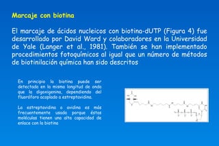 Marcaje con biotina 
El marcaje de ácidos nucleicos con biotina-dUTP (Figura 4) fue 
desarrollado por David Ward y colaboradores en la Universidad 
de Yale (Langer et al., 1981). También se han implementado 
procedimientos fotoquímicos al igual que un número de métodos 
de biotinilación química han sido descritos 
En principio la biotina puede ser 
detectada en la misma longitud de onda 
que la digoxigenina, dependiendo del 
fluoróforo acoplado a estreptavidina. 
La estreptavidina o avidina es más 
frecuentemente usada porque éstas 
moléculas tienen una alta capacidad de 
enlace con la biotina 
 