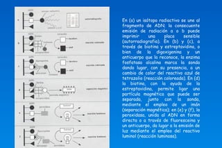 En (a) un isótopo radiactivo se une al 
fragmento de ADN; la consecuente 
emisión de radiación a o b puede 
imprimir una placa sensible 
(autorradiografia). En (b) y (c), a 
través de biotina y estreptavidina, o 
bien de la digoxigenina y un 
anticuerpo que la reconoce, la enzima 
fosfatasa alcalina marca la sonda 
dando lugar, con su presencia, a un 
cambio de color del reactivo azul de 
tetrazolio (reacción coloreada). En (d) 
la biotina, con la ayuda de la 
estreptavidina, permite ligar una 
partícula magnética que puede ser 
separada, junto con la sonda, 
mediante el empleo de un imán 
(separación magnética); en (e) y (f), la 
peroxidasa, unida al ADN en forma 
directa o a través de fluoresceina y 
un anticuerpo, da lugar a la emisión de 
luz mediante el empleo del reactivo 
luminol (reacción luminosa). 
 