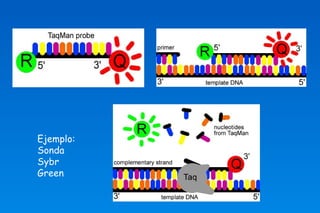 Ejemplo: 
Sonda 
Sybr 
Green 
