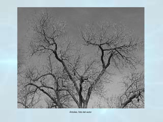 Árboles, foto del autor
 