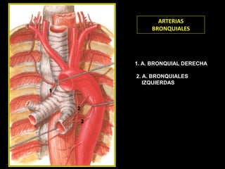 2
9
3
4
1
ARTERIAS
BRONQUIALES
1. A. BRONQUIAL DERECHA
2. A. BRONQUIALES
IZQUIERDAS
2
2
1
 
