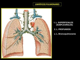 2
a
1
LINFÁTICOS PULMONARES
1. L. SUPERFICIALES
(SUBPLEURALES)
2. L. PROFUNDOS
a. L. Broncopulmonares
2
a
 