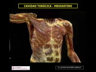 CAVIDAD TORÁCICA - MEDIASTINO
Dr. JAVIER. HUAMÁN ABREGÚ
 